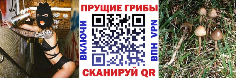 как найти закладки  Приморско-Ахтарск  Псилоцибиновые грибы Psilocybe 